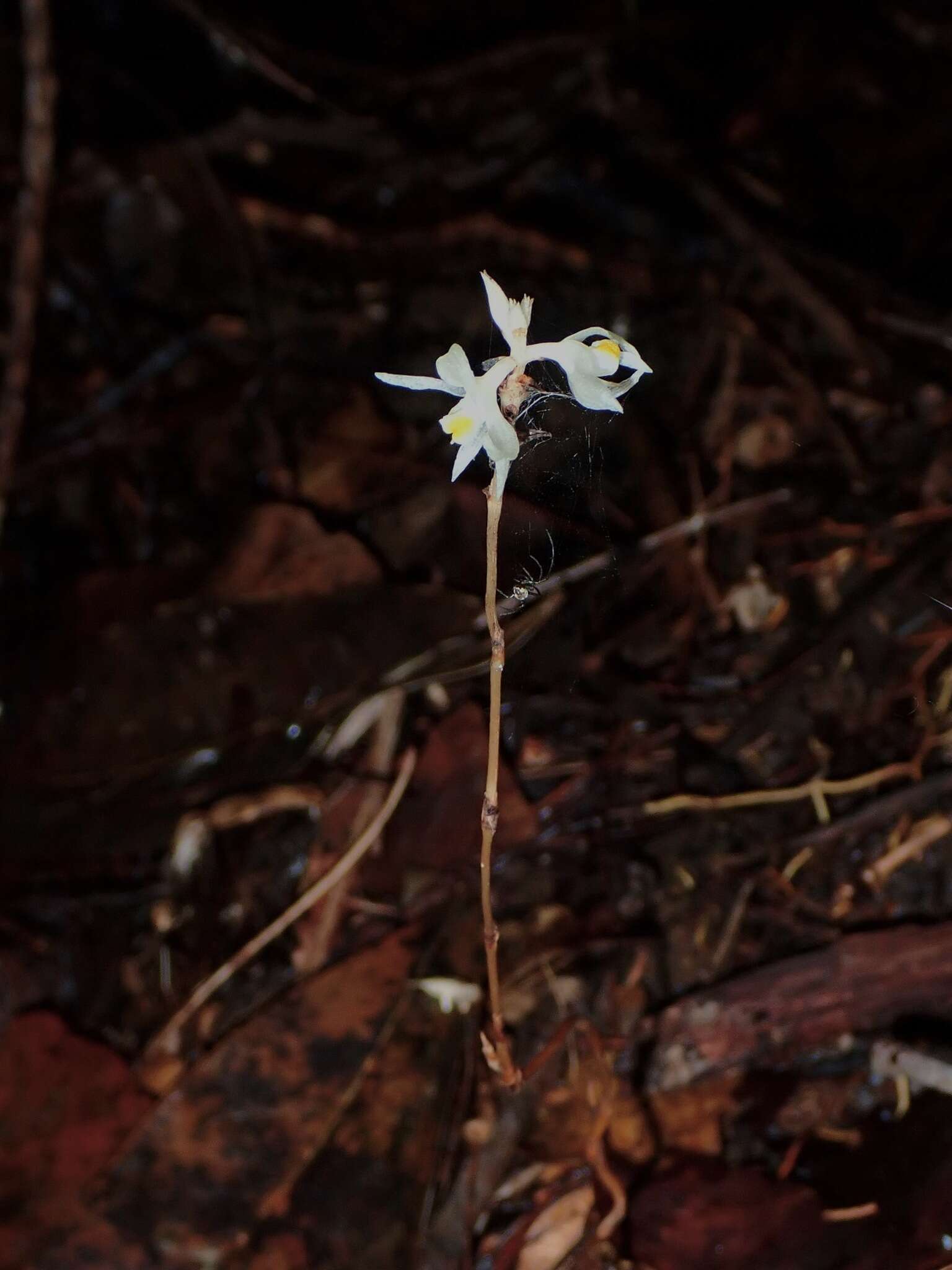 Image of Tropidia saprophytica J. J. Sm.