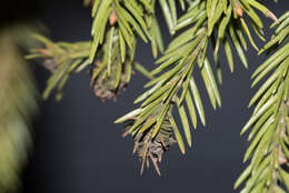 Image of Larch Adelges