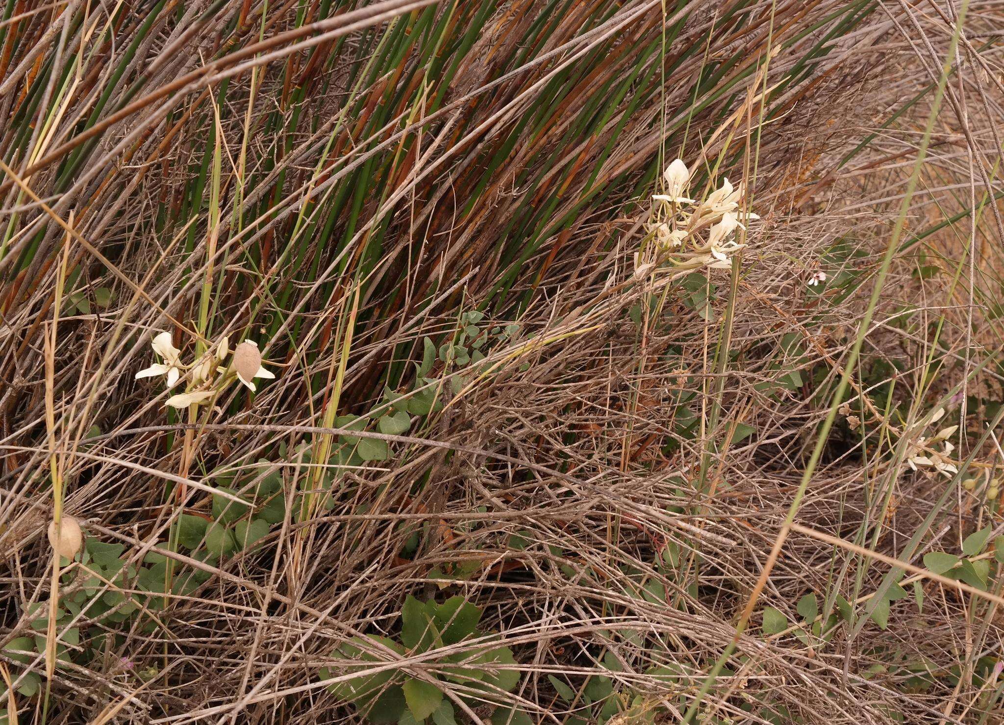 Sivun Disa draconis (L. fil.) Sw. kuva