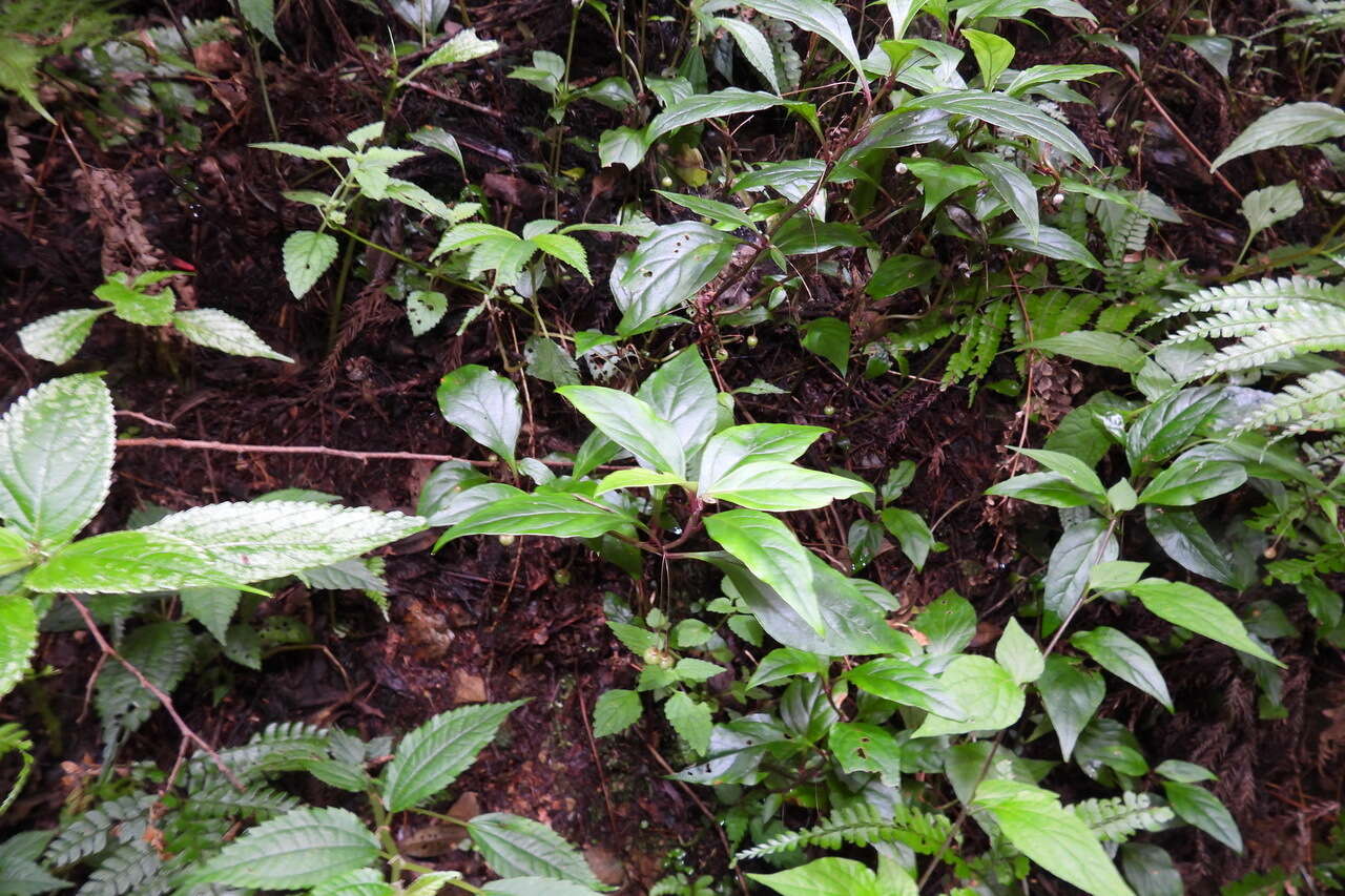 Image of Lysimachia ardisioides Masam.