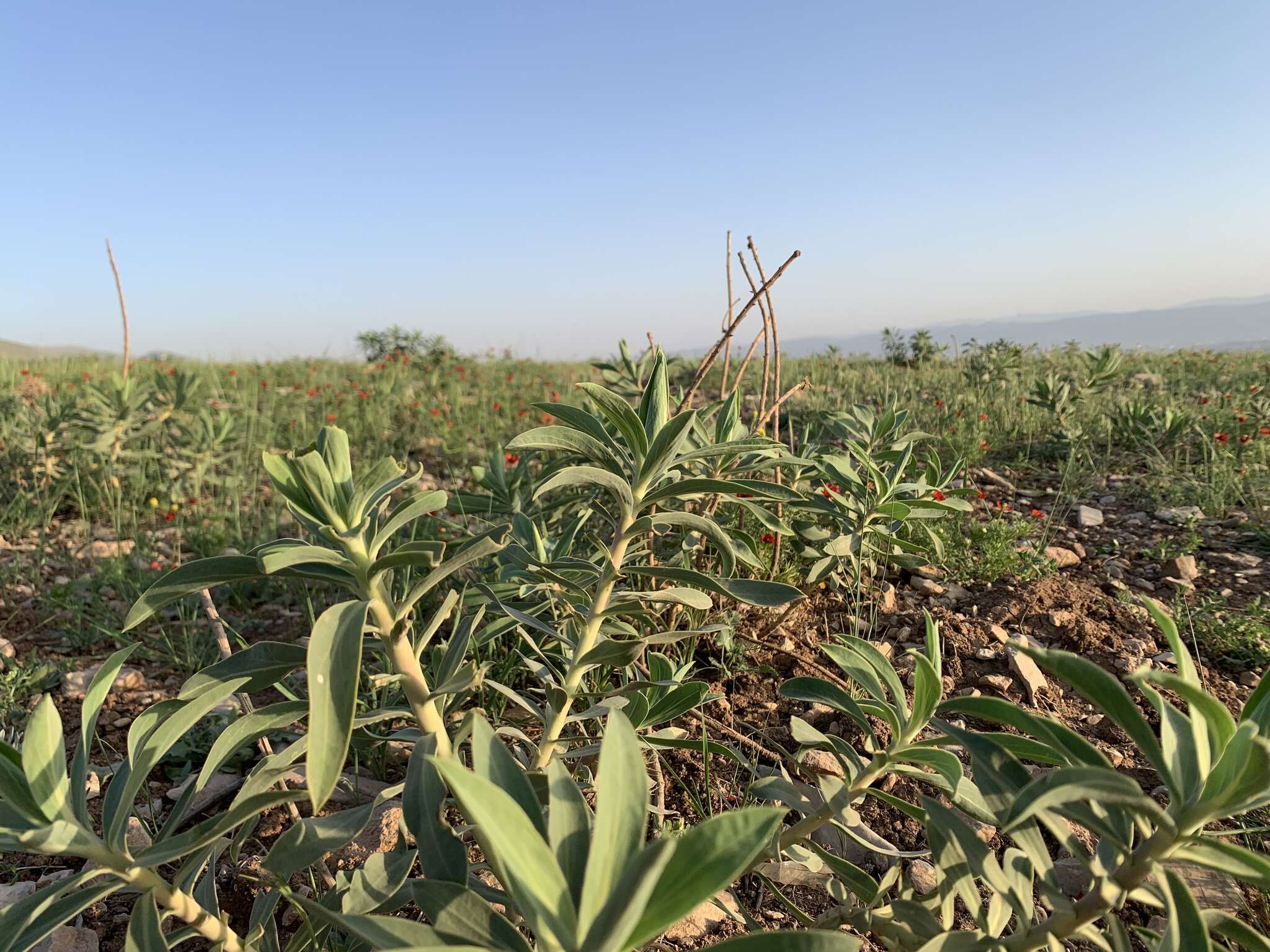 Sivun Euphorbia macroclada Boiss. kuva