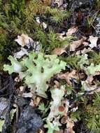 Image of Pseudocyphellaria homeophylla (Nyl.) Dodge