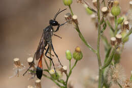 Image of Ammophila sabulosa (Linnaeus 1758)