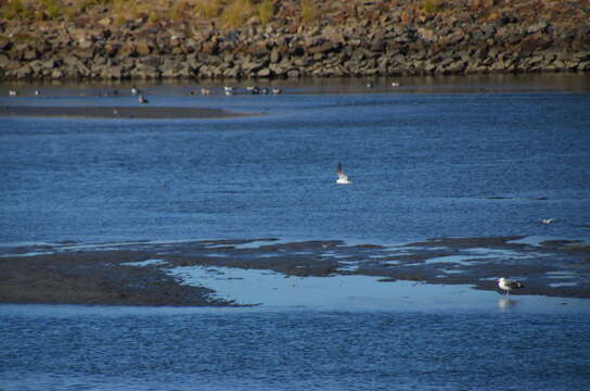 Image of Forster's Tern