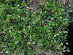 Image of small white clover