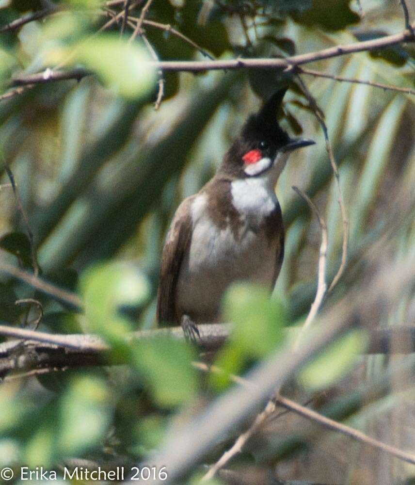 Image of Red-whiskered Bulbul