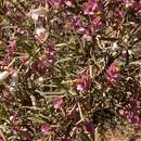 Image of Eremophila platycalyx F. Muell.