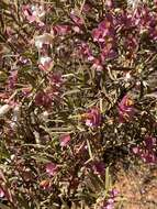 Image of Eremophila platycalyx F. Muell.