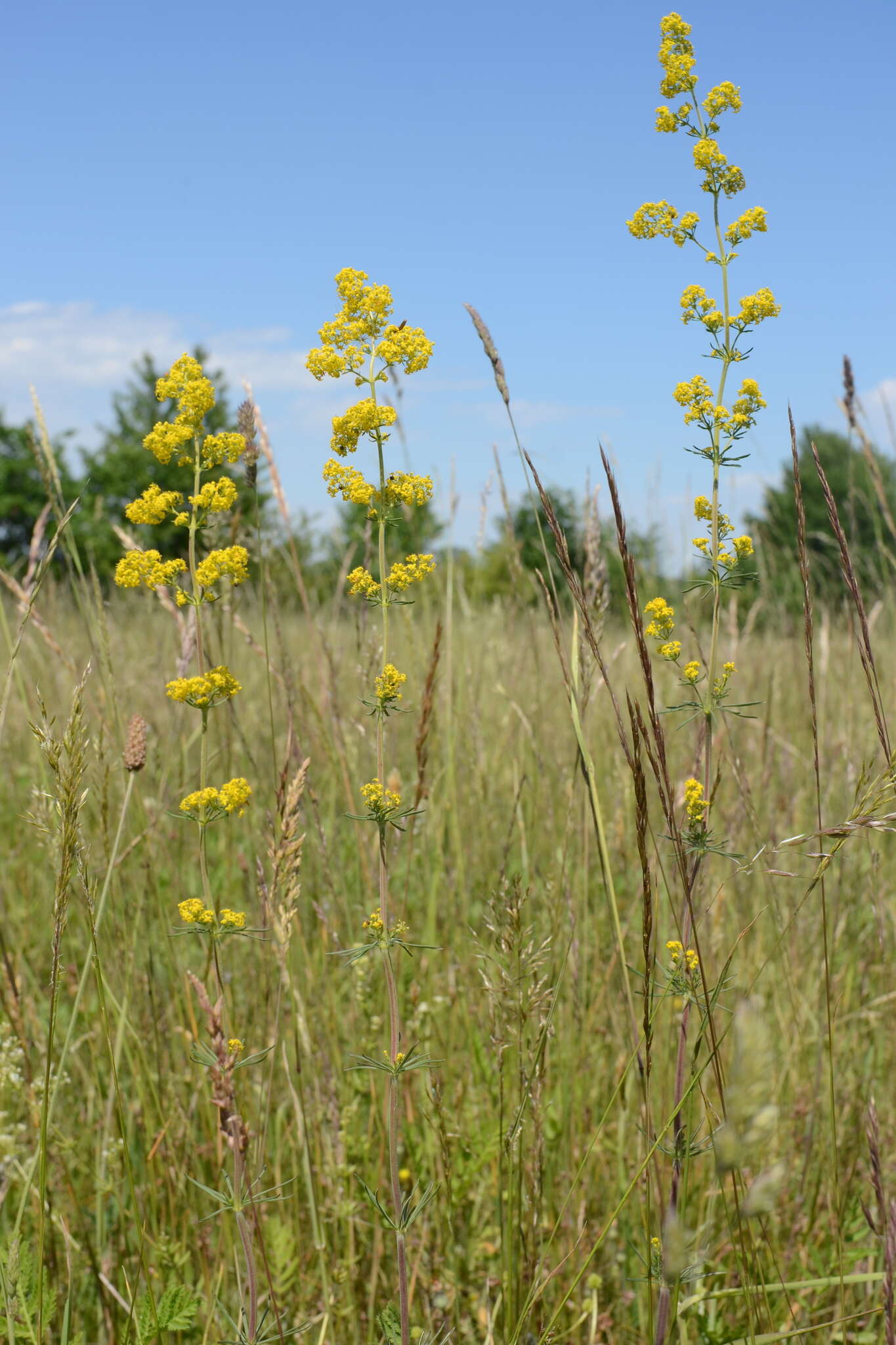 Image of Wirtgen's bedstraw