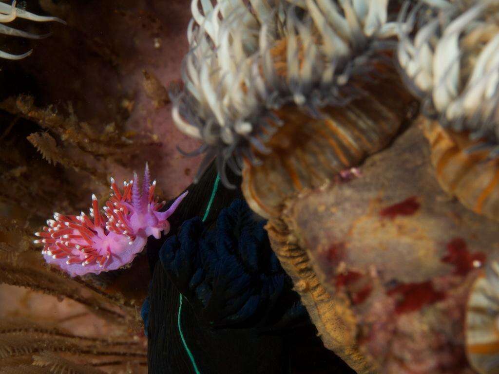 Image of Black nudibranch