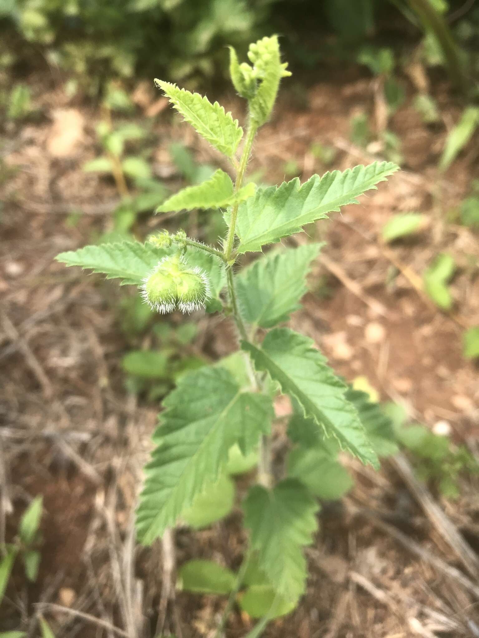 صورة Tragia urticifolia Michx.