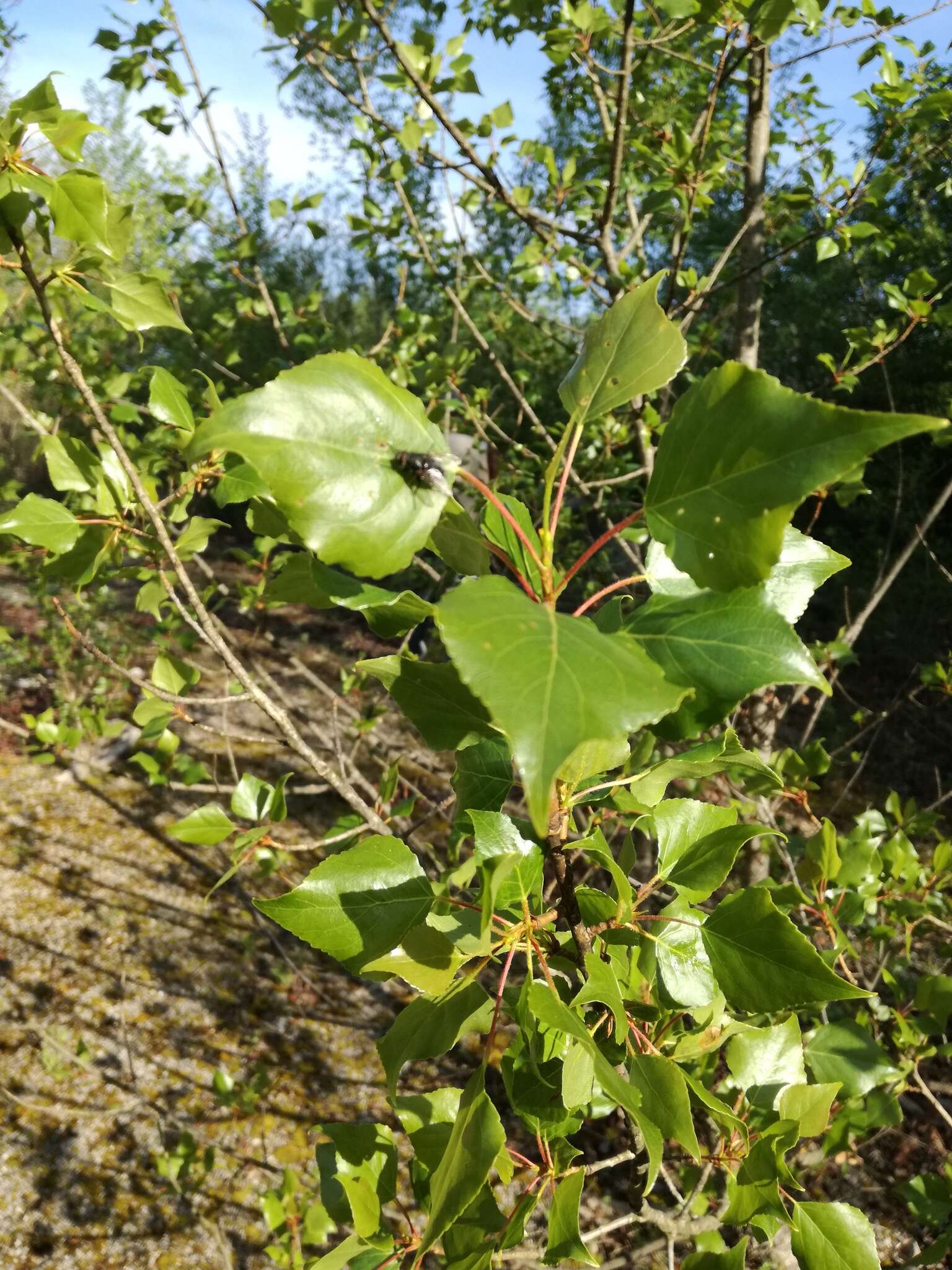 Image of Populus nigra L.