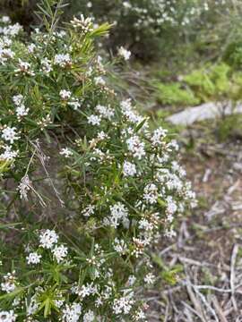 Plancia ëd Leucopogon obovatus (Labill.) R. Br.