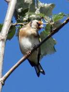 Image of European Goldfinch