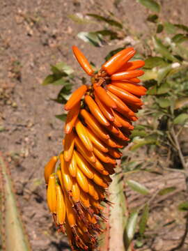 Image of Aloe marlothii subsp. marlothii