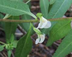 Image of sickletop lousewort