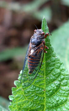 Image of New Forest cicada