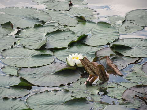 Image of European white waterlily