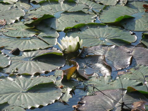 Image of European white waterlily