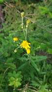 Image of threetooth hawkweed