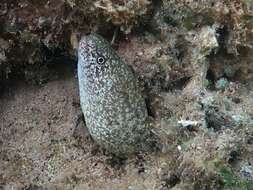 Image of Little moray