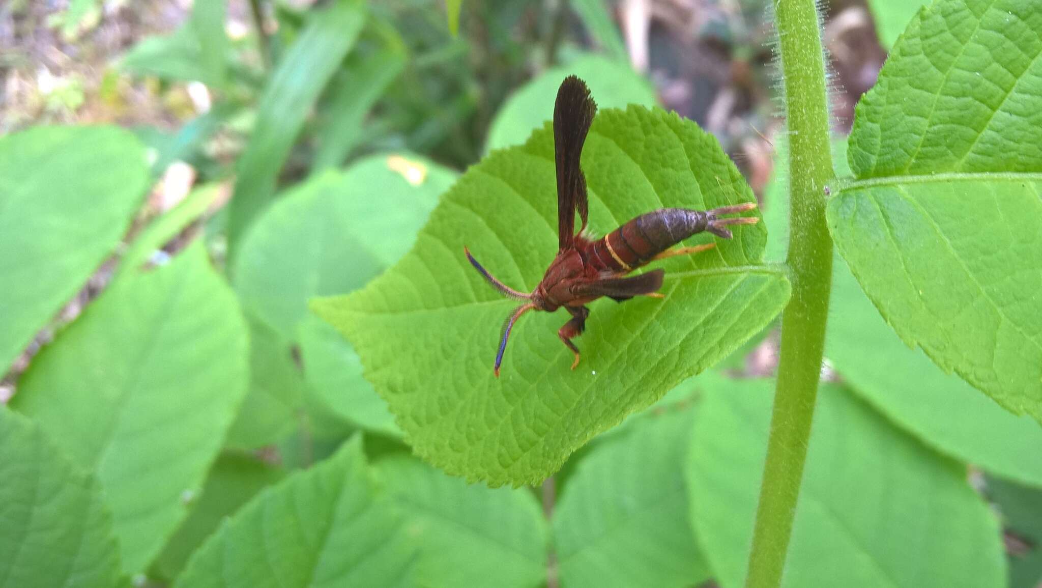 Слика од Vitacea scepsiformis (Edwards 1881)