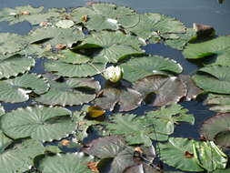 Image of European white waterlily