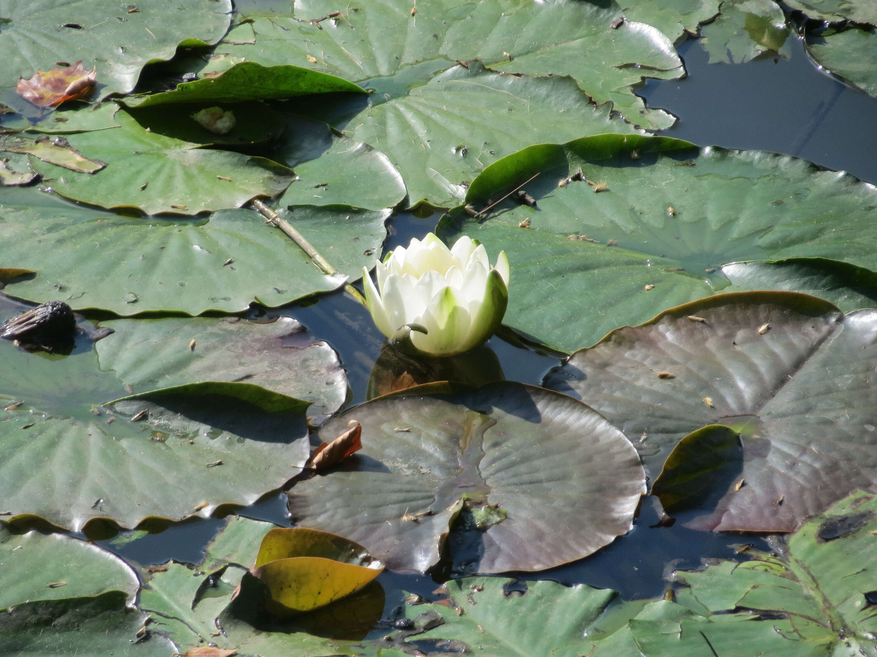 Image of European white waterlily