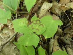 Image of Cystiphora canadensis Felt 1913