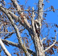 Image of Syrian Woodpecker