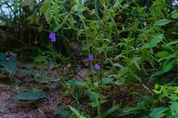 Image of light-blue snakeweed