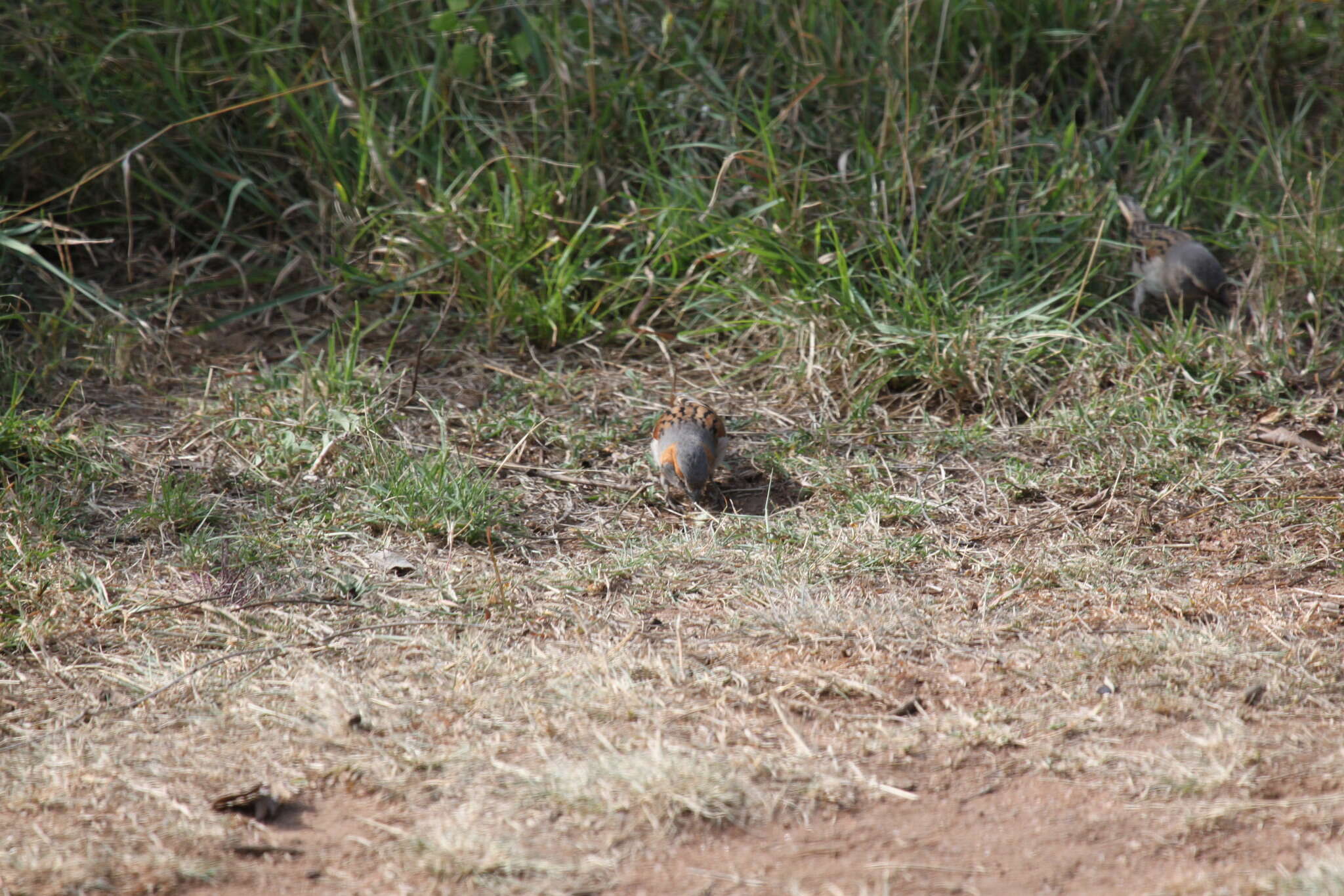 Image of Kenya Rufous-Sparrow