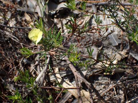 Plancia ëd Gompholobium tomentosum Labill.