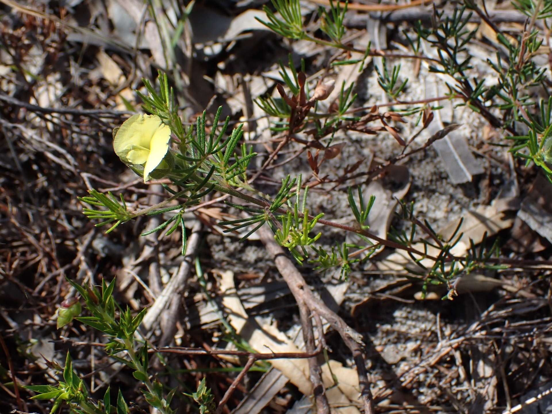 Слика од Gompholobium tomentosum Labill.