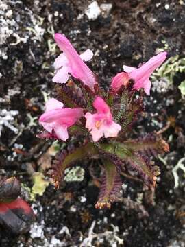 Imagem de Pedicularis hirsuta L.