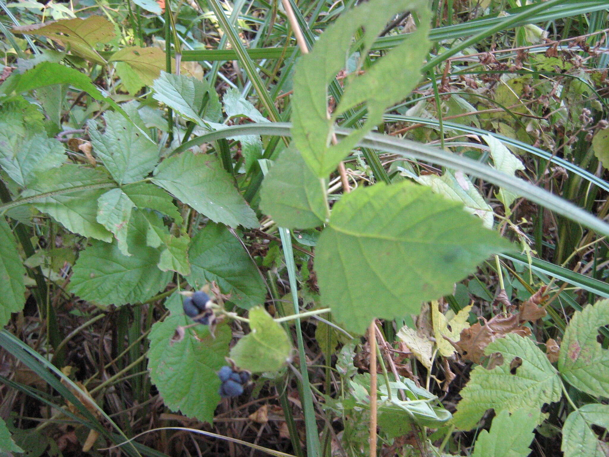 Image of Dewberry