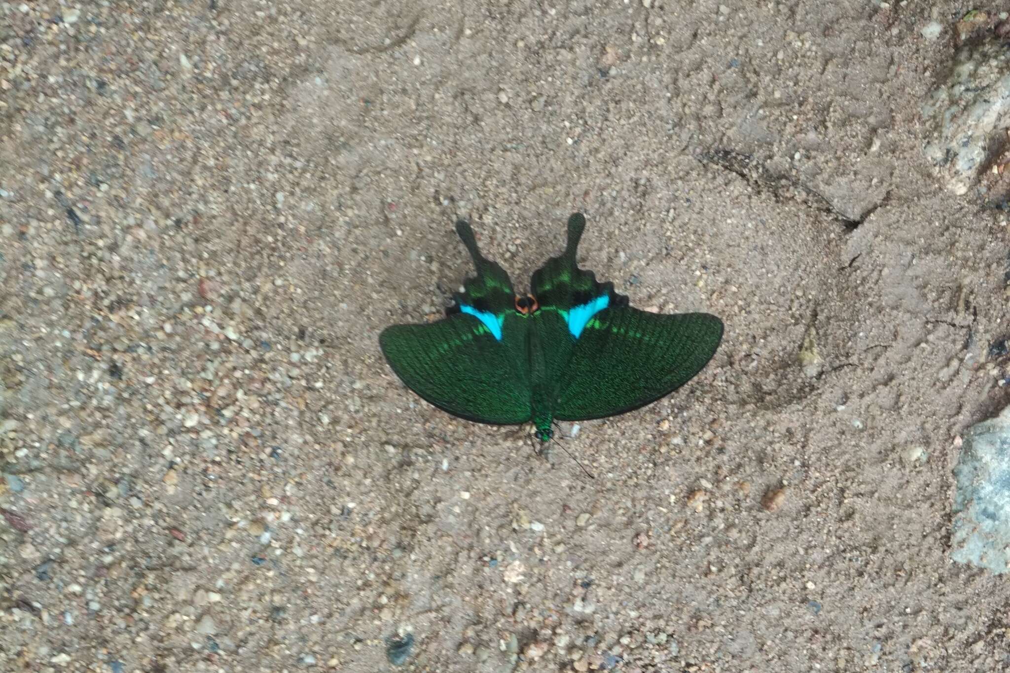 Sivun Papilio paris Linnaeus 1758 kuva