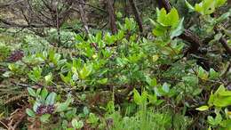 Image of Viburnum treleasei Gand.