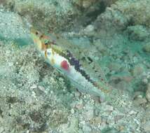 Image of Clouded rainbow fish