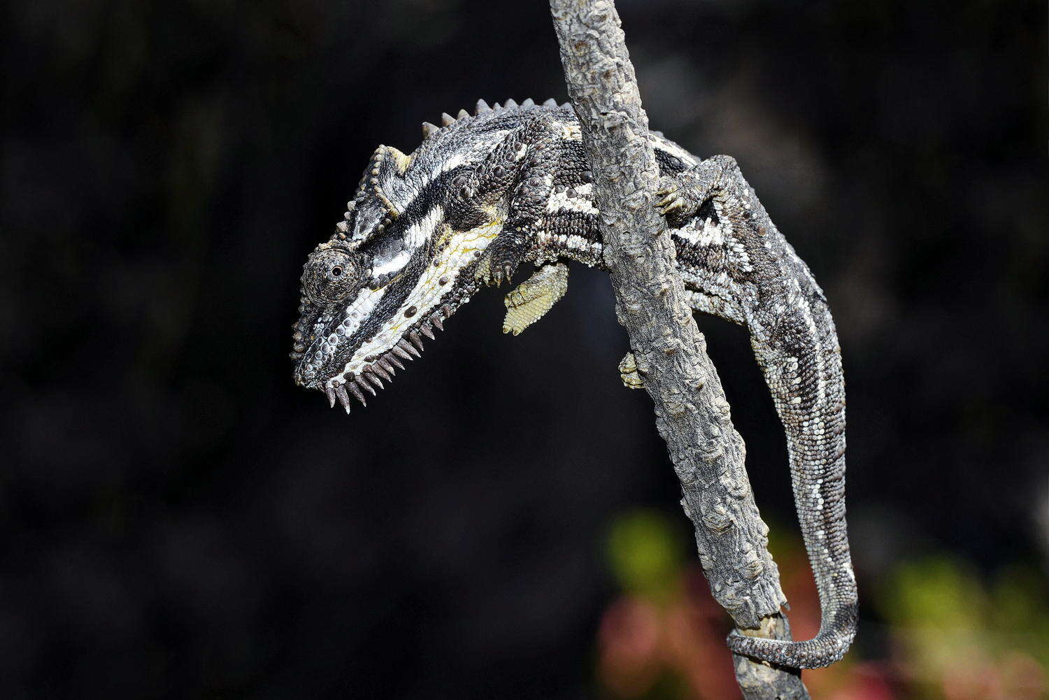 Image of Robertson Dwarf Chameleon