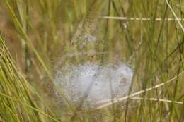 Image of Cyrtobill darwini Framenau & Scharff 2009