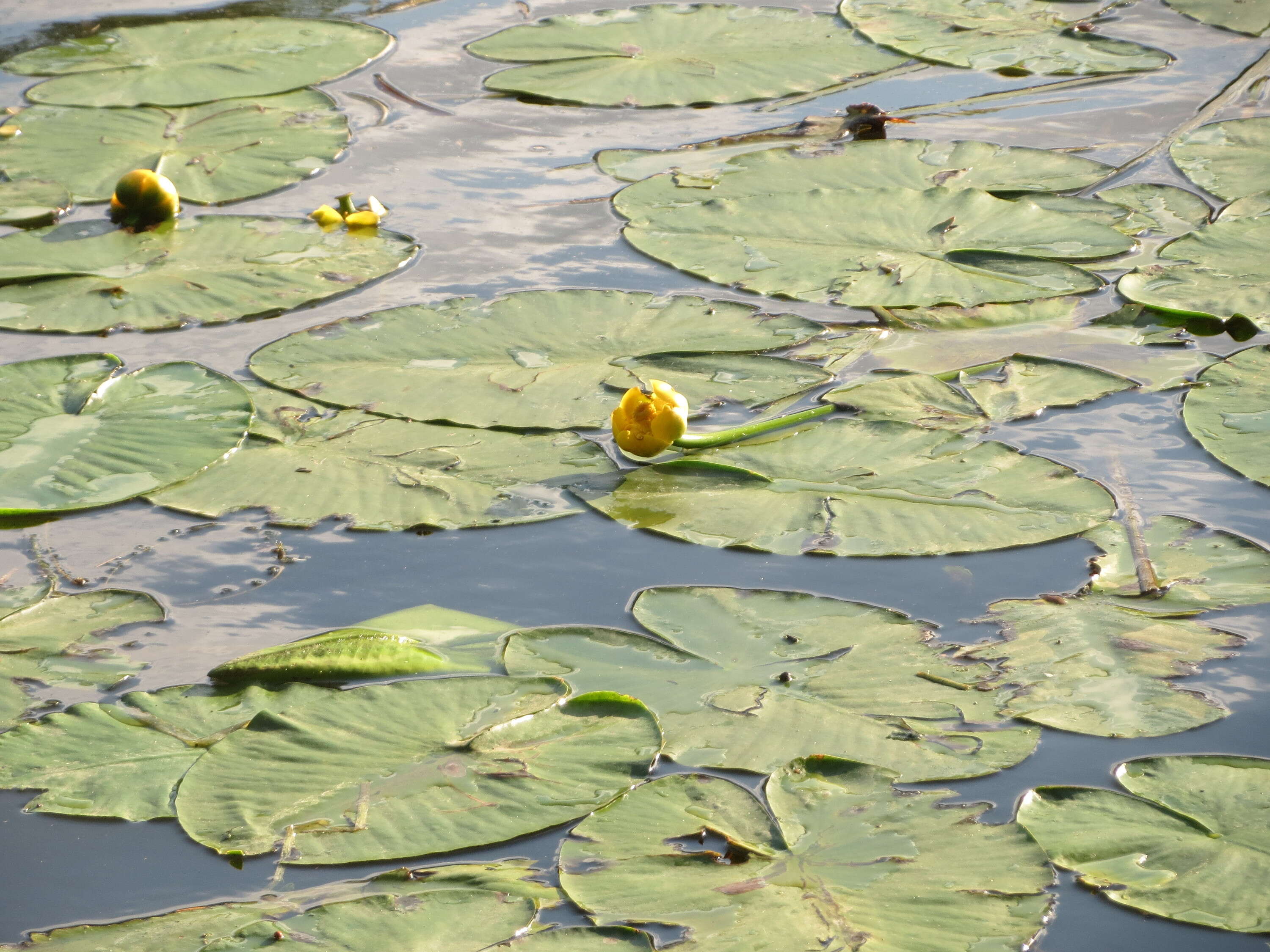 Image of Yellow Water-lily