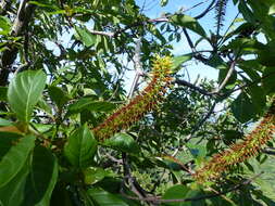 Sivun Hymenodictyon floribundum (Hochst. & Steud.) B. L. Rob. kuva