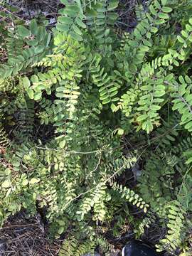 Image of Cluster-Spike Indigo-Bush