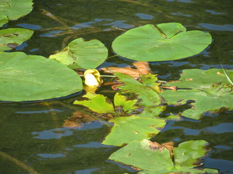 Image of Yellow Water-lily