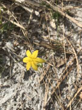 Image of fringed yellow star-grass