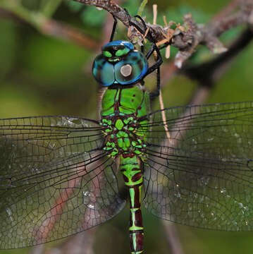 Image of Blue-faced Darner