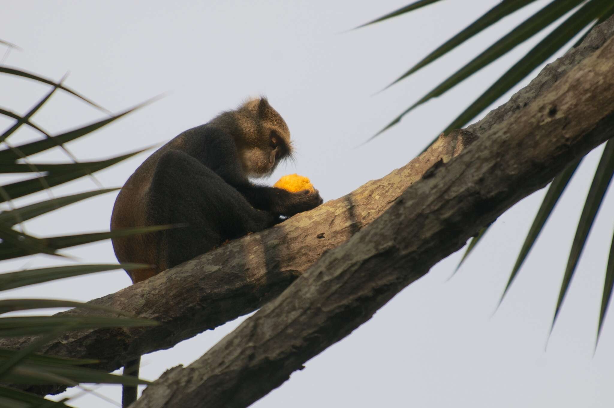 Sivun Cercopithecus mitis monoides I. Geoffroy Saint-Hilaire 1841 kuva