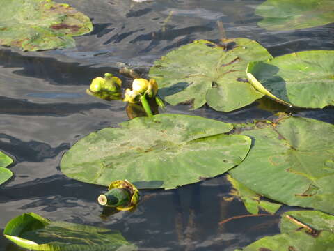 Image of Yellow Water-lily