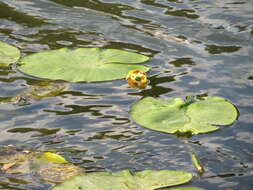 Image of Yellow Water-lily